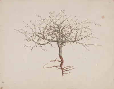 Commiphora gileadensis (L.) C. Chr. (Balm of Gilead, Opobalsam). – nr 2 av Luigi Balugani