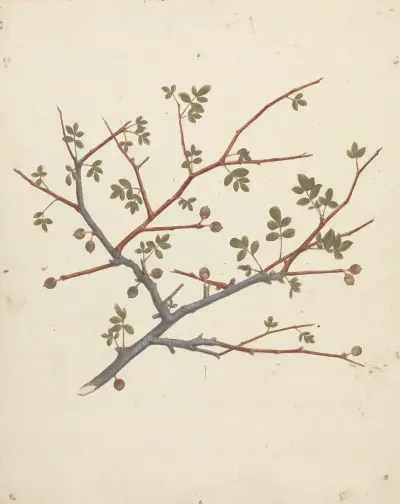 Commiphora gileadensis (L.) C. Chr. (Balm of Gilead, Opobalsam) – nr 1 av Luigi Balugani