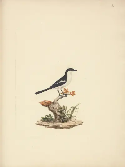 Common Fiscal, Luigi Balugani