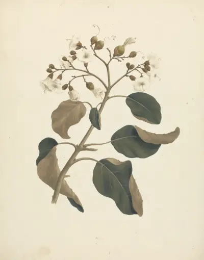 Cordia abyssinica. av Luigi Balugani