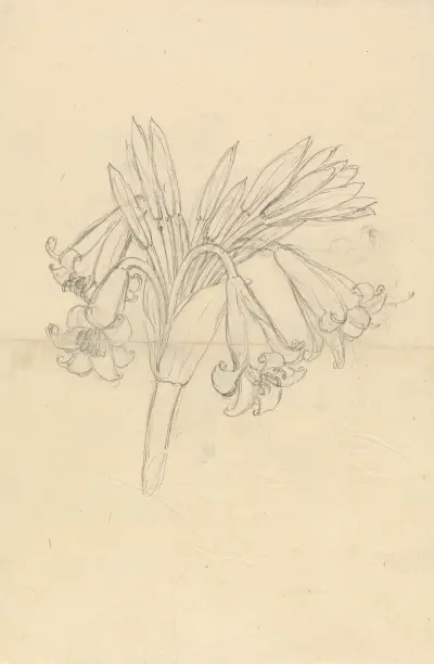 Crinum Schimperi, Luigi Balugani