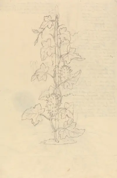 Cucumis Metuliferus, Luigi Balugani