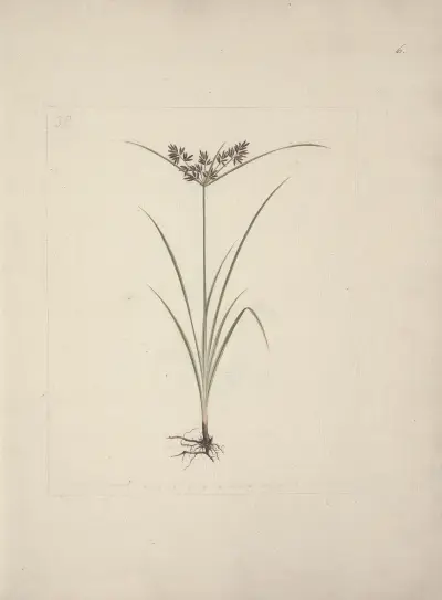Cyperus esculentus L. (Tiger Nut), Luigi Balugani