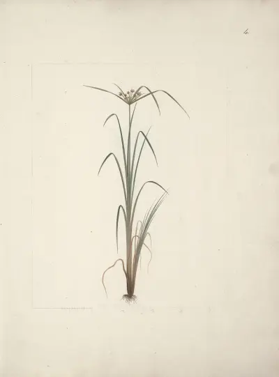 Druh šáchoru 2, Luigi Balugani