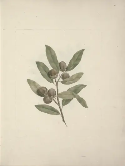 Diospyros mespiliformis A. DC. (African Ebony) av Luigi Balugani