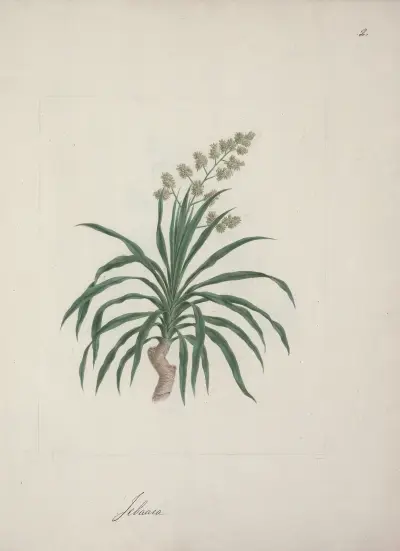 Dracaena steudneri Engl. (Dračí strom) 2, Luigi Balugani