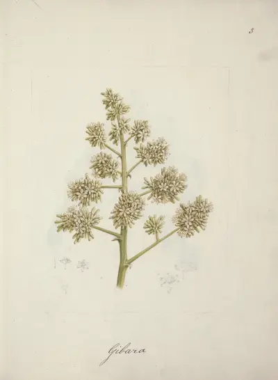 Dracaena steudneri Engl. (dračí strom), Luigi Balugani