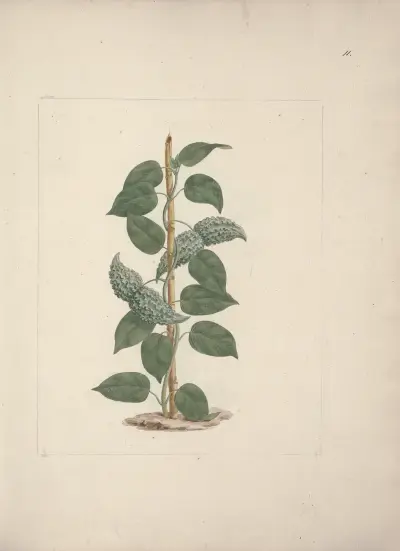 Dregea abyssinica (Hochst) K, Luigi Balugani