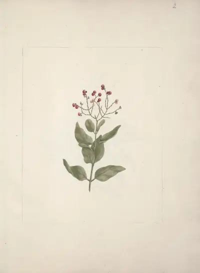 Ehretia cymosa Thonning, Luigi Balugani
