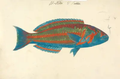 El Hudderi, Luigi Balugani