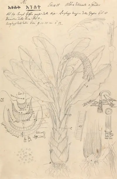 Ensete ventricosum 2, Luigi Balugani