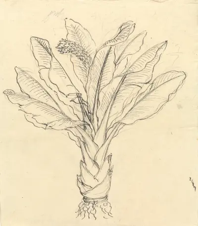 Ensete Ventricosum 3, Luigi Balugani