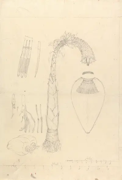 Ensete ventricosum, Luigi Balugani