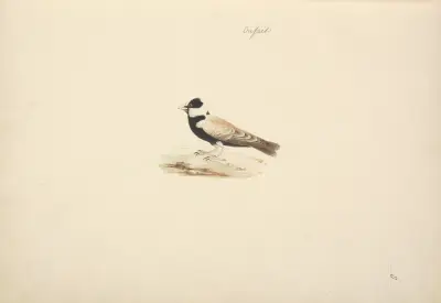 Eremopterix nigriceps (černotemenný skřivan), Luigi Balugani