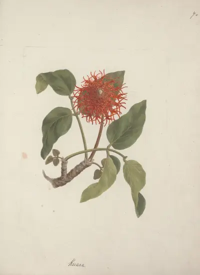 Erythrina abyssinica DC. (Lucky Bean), Luigi Balugani
