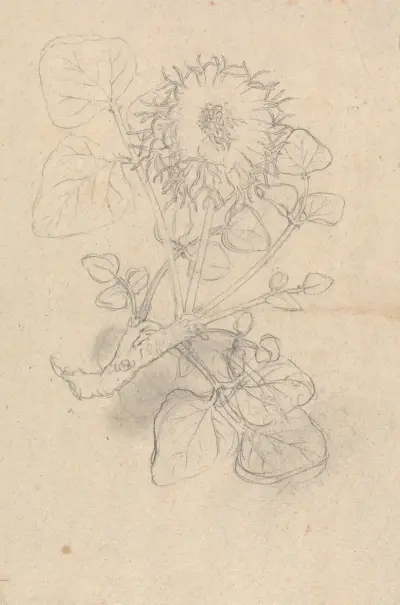Erythrina Abyssinica, Luigi Balugani