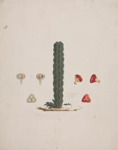 Euphorbia abyssinica J.F. Gmel. (Ethiopian Tree-Spurge) 2 av Luigi Balugani
