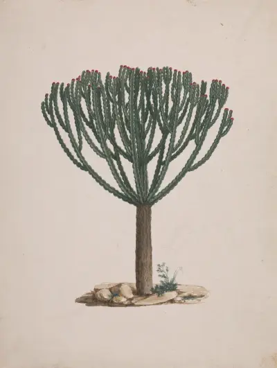 Euphorbia abyssinica J.F. Gmel. (Ethiopian Tree-Spurge) av Luigi Balugani