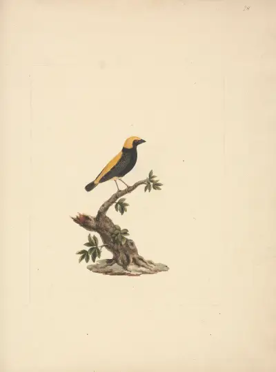 Euplectes afer (Yellow-Crowned Bishop), Luigi Balugani