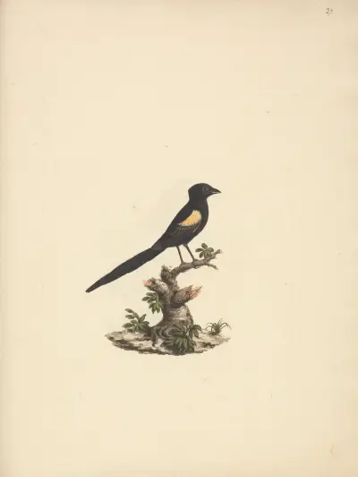 Euplectes axillaris (Fan-tailed widowbirds) av Luigi Balugani