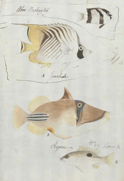 Čtyři ryby, Luigi Balugani