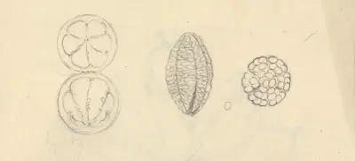 Gardenia Ternifolia, Luigi Balugani