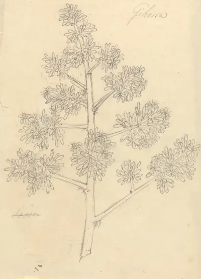 Gibara, Luigi Balugani