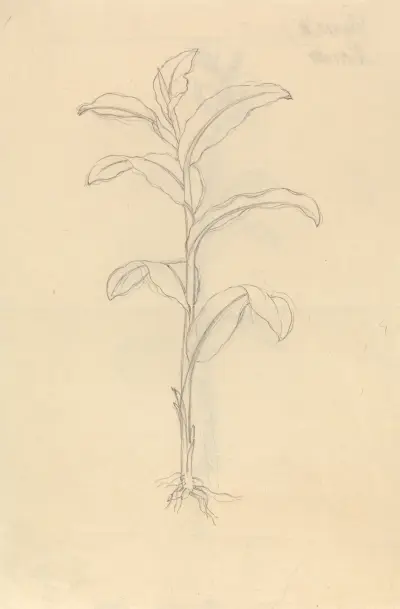 Sítina (Giunco di Rossetto), Luigi Balugani