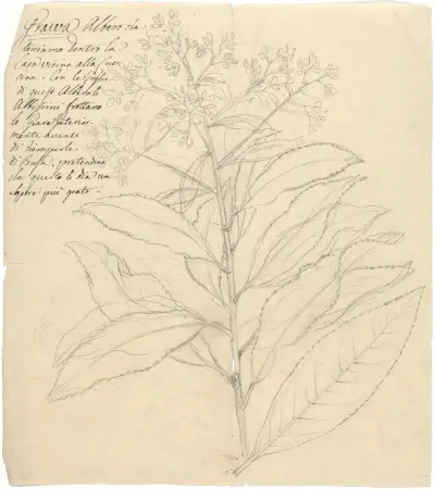 Grawa (Vernonia amygdalina), Luigi Balugani