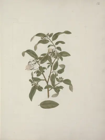 Grewia ferruginea A. Rich av Luigi Balugani