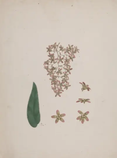 Hagenia abyssinica (Bruce) J.F. Gmel., Luigi Balugani
