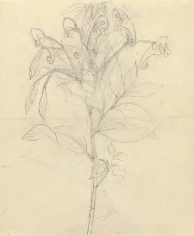 Impatiens rothii av Luigi Balugani