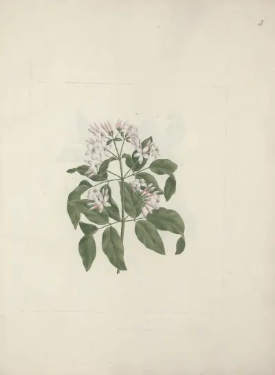 Jasminum abyssinicum (etiopský jasmín), Luigi Balugani