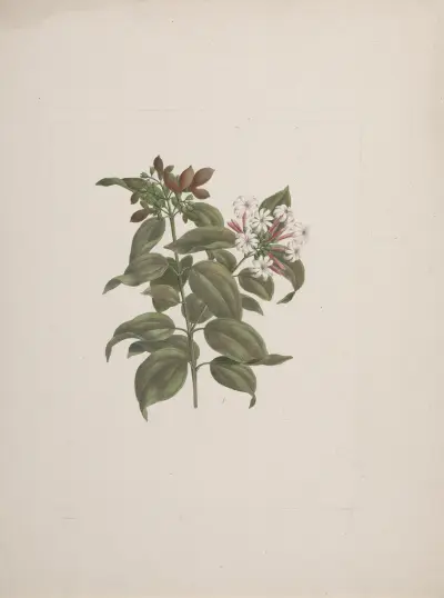 Jasminum dichotomum Vahl (africký jasmín), Luigi Balugani