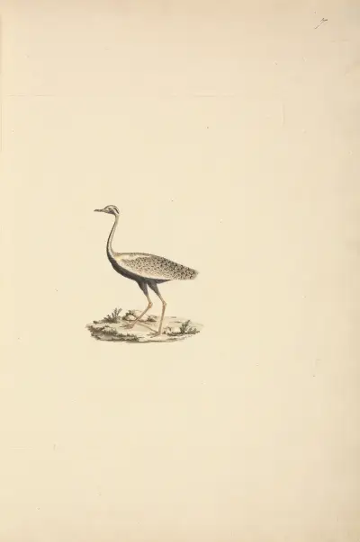 Lissotis hartlaubii (drop velký), Luigi Balugani