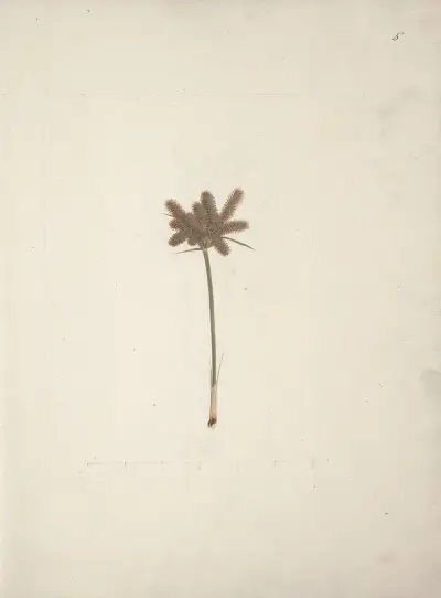 Mariscus cyperoides (L.) O. Kuntze (Šáchor), Luigi Balugani