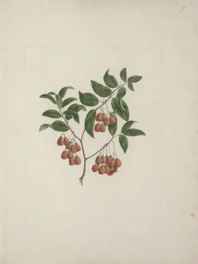 Maytenus arguta (Loes.) N. Robson av Luigi Balugani