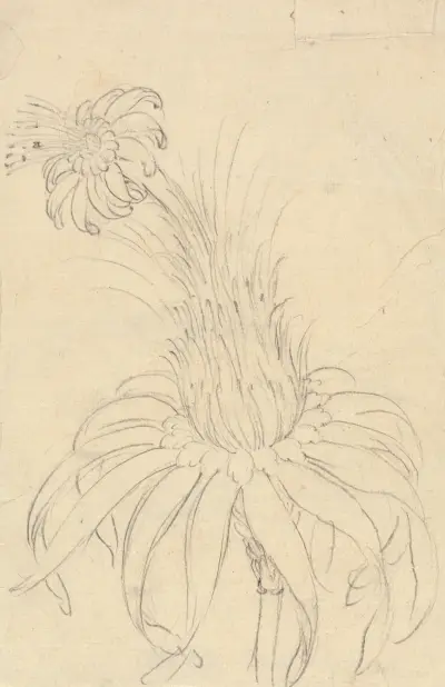 Michauxia Campanuloides, Luigi Balugani