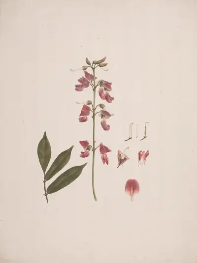 Millettia ferruginea (Hochst.) Baker, Luigi Balugani
