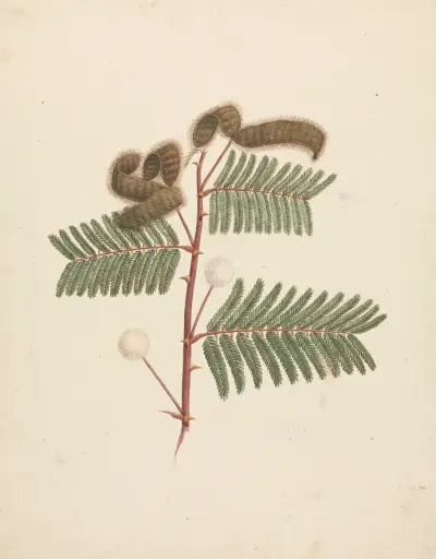 Mimosa pigra (L.) av Luigi Balugani