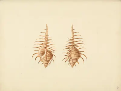 Murex pecten (Venus Comb Murex) av Luigi Balugani