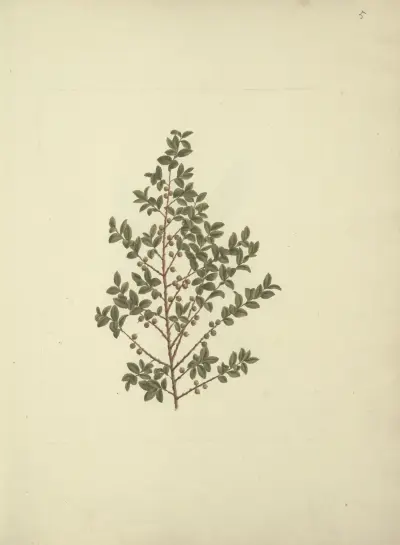 Myrsine africana L. (africká myrsina), Luigi Balugani