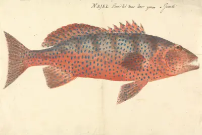 Najel, Luigi Balugani