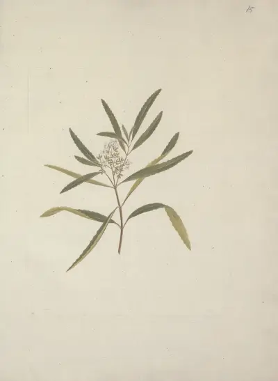 Nuxia oppositifolia (Hochst.) Benth, Luigi Balugani