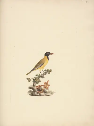 Oriolus monacha (Black Headed Abyssinian Oriole) 2, Luigi Balugani