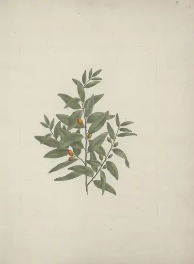 Osyris lanceolata (africké santalové dřevo), Luigi Balugani