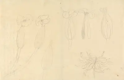 Ottelia ulvifolia, Luigi Balugani
