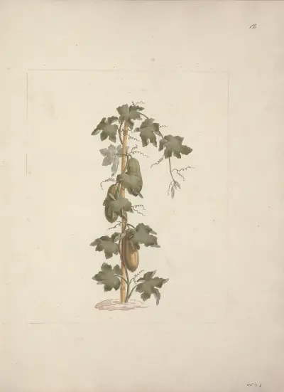 Peponium vogelii Engl, Luigi Balugani
