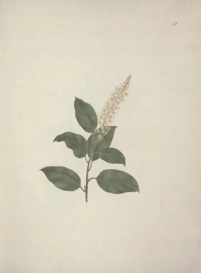 Phytolacca dodecandra L’Herit. (Líčidlo), Luigi Balugani