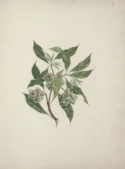 Pittosporum viridiflorum Sims (pittosporum), Luigi Balugani